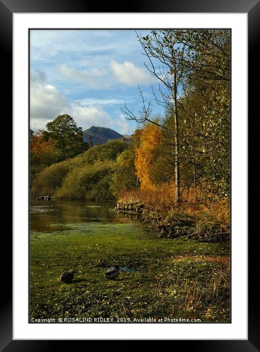 "Tranquility by the lake" Framed Mounted Print by ROS RIDLEY