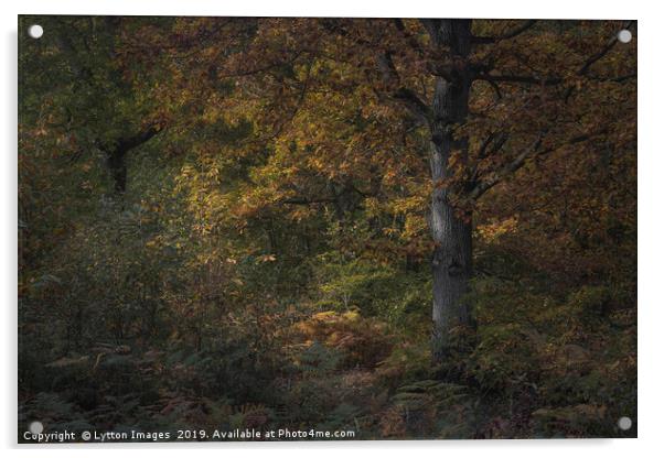 Dappled Oak Acrylic by Wayne Lytton