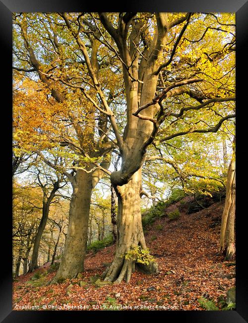 stately autumn beech trees Framed Print by Philip Openshaw