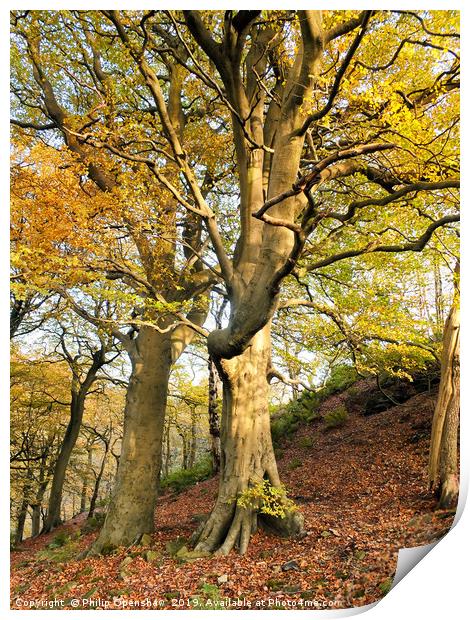 stately autumn beech trees Print by Philip Openshaw