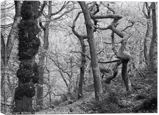 twisted winter forest  Canvas Print by Philip Openshaw