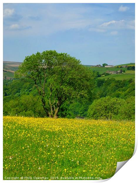 spring meadow and flowers Print by Philip Openshaw