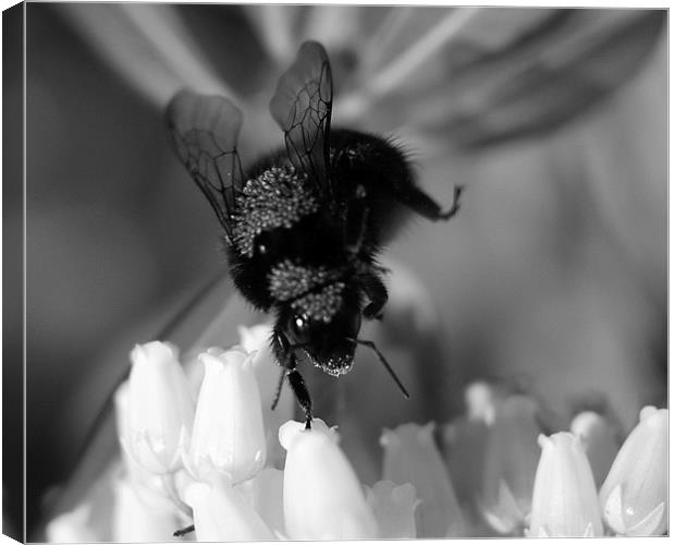 Bumbling Bee Canvas Print by Louise Godwin