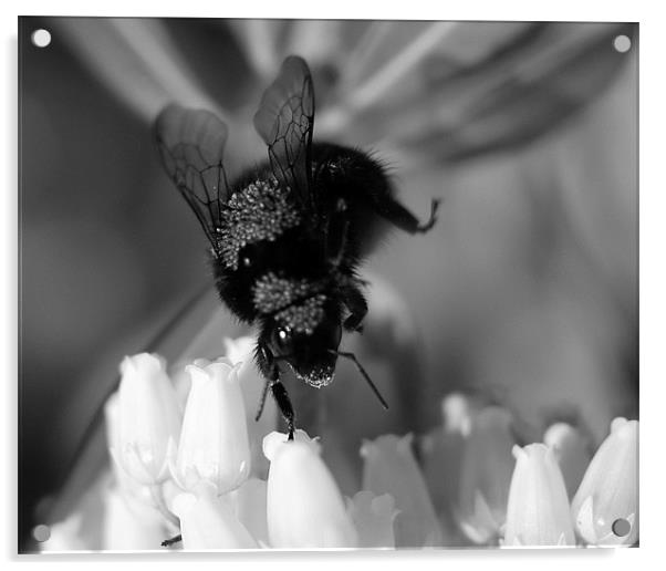 Bumbling Bee Acrylic by Louise Godwin