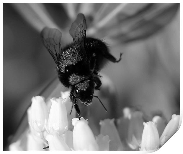 Bumbling Bee Print by Louise Godwin