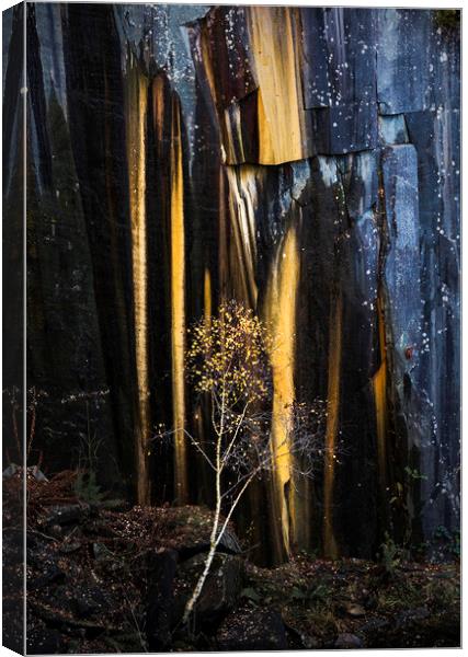 Reclaimed by Nature Canvas Print by John Finney