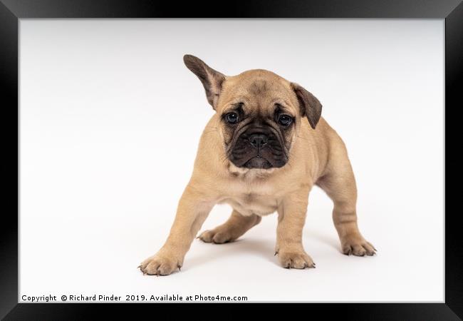 French Bulldog Puppy, Theodore Bastille Framed Print by Richard Pinder