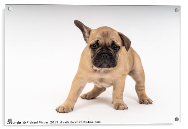 French Bulldog Puppy, Theodore Bastille Acrylic by Richard Pinder