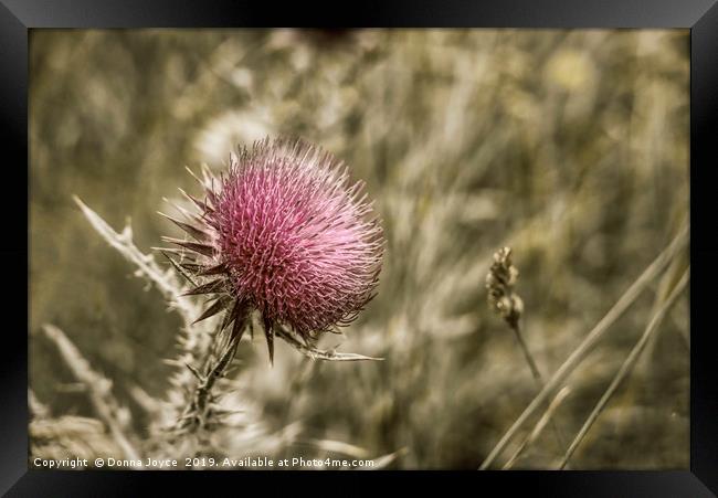 Wild flower Framed Print by Donna Joyce