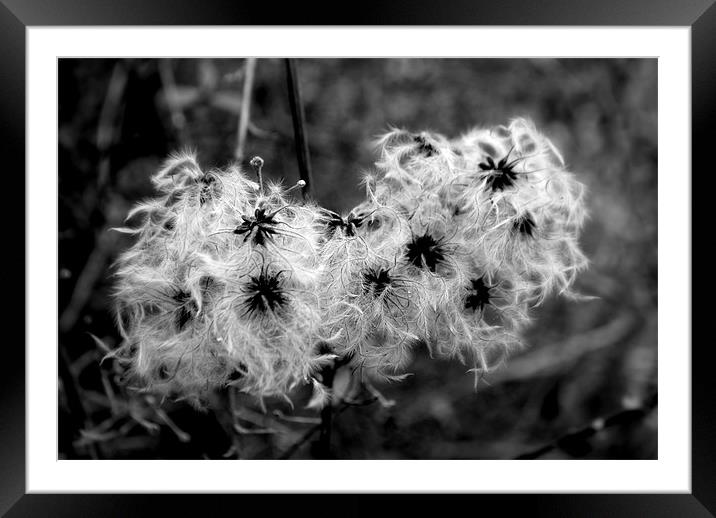 Curly Seed Heads Framed Mounted Print by Karen Martin