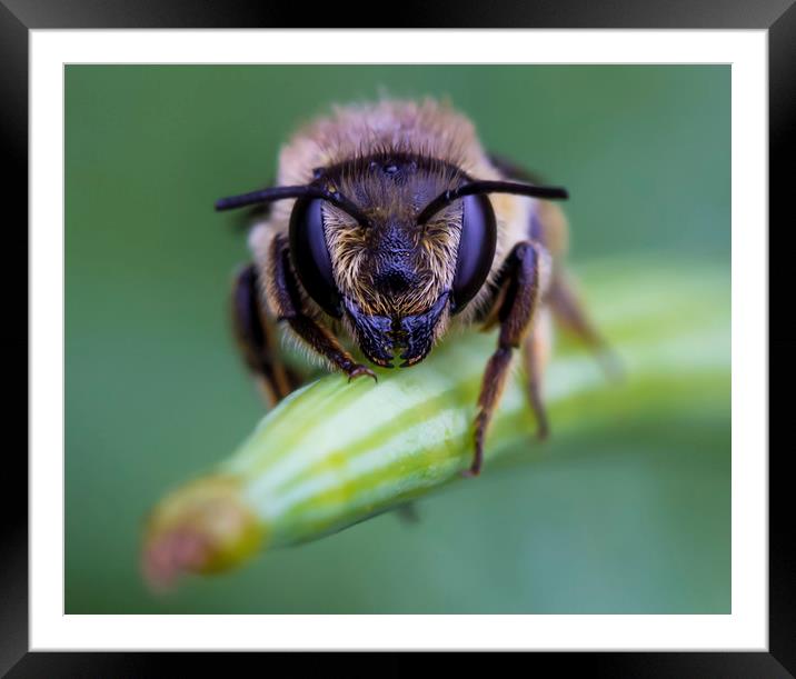 Bee Portrait Framed Mounted Print by Kelly Bailey