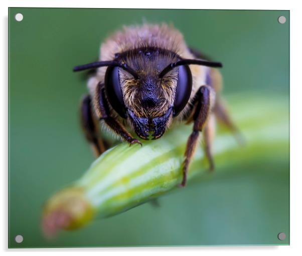 Bee Portrait Acrylic by Kelly Bailey