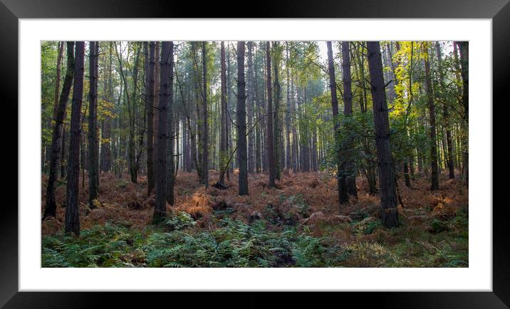 View Through the Trees Framed Mounted Print by Kelly Bailey