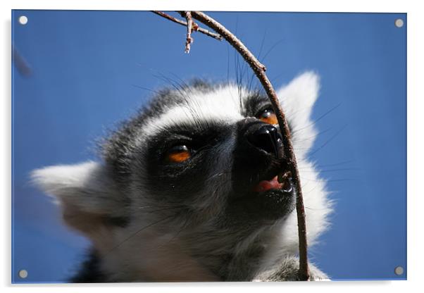 Lemur Acrylic by mark blower