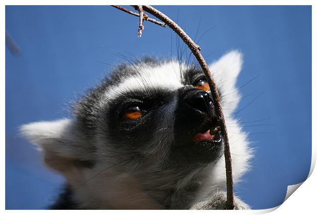 Lemur Print by mark blower
