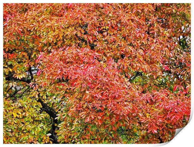 Autumn Foliage      Print by Victor Burnside