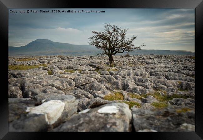 Lone tree and Ingleborough Framed Print by Peter Stuart