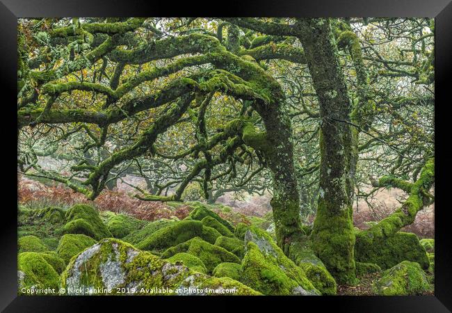 Wistmans Wood Oaks Dartmoor National Park Devon Framed Print by Nick Jenkins