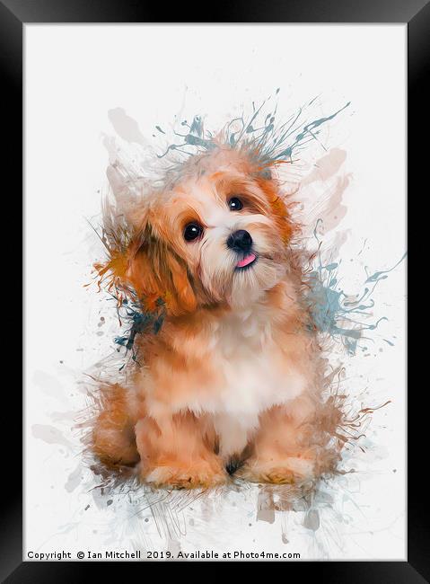 Maltese Dog Framed Print by Ian Mitchell