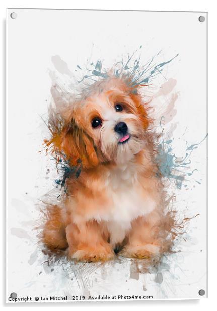 Maltese Dog Acrylic by Ian Mitchell