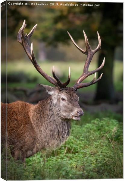 Red Deer Stag Canvas Print by Pete Lawless