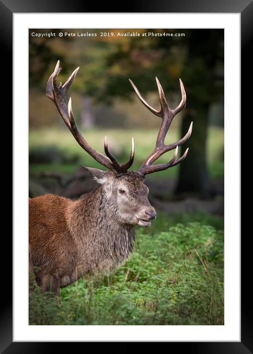 Red Deer Stag Framed Mounted Print by Pete Lawless