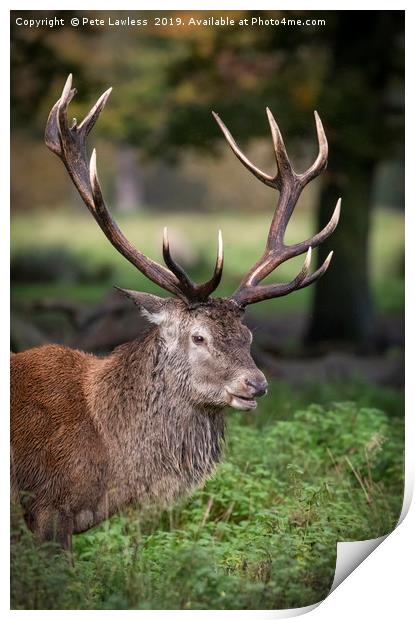 Red Deer Stag Print by Pete Lawless