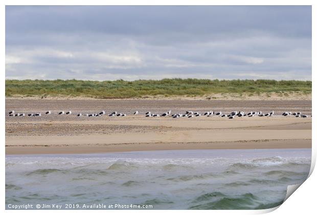 Great Black Backed Gulls Print by Jim Key