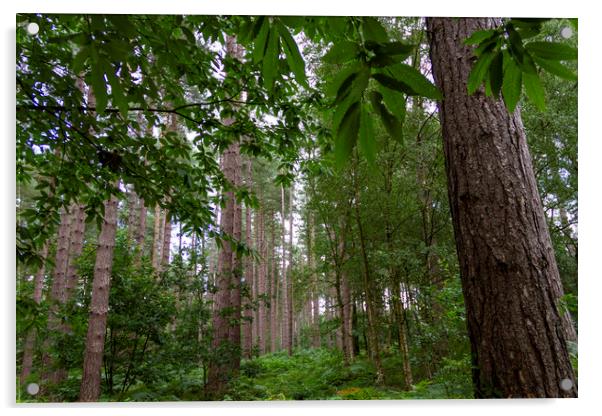 Sherwood Pines in Nottingham Acrylic by Carolyn Barnard