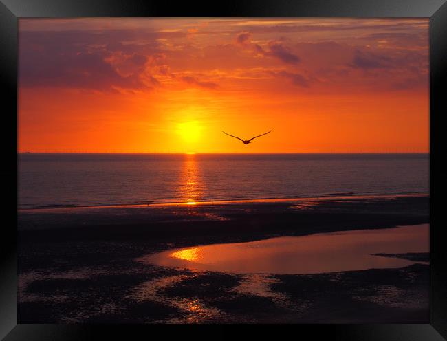 Seagull and Sunset - Blackpool Framed Print by Philip Openshaw