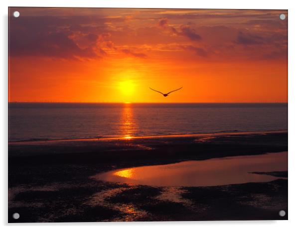 Seagull and Sunset - Blackpool Acrylic by Philip Openshaw