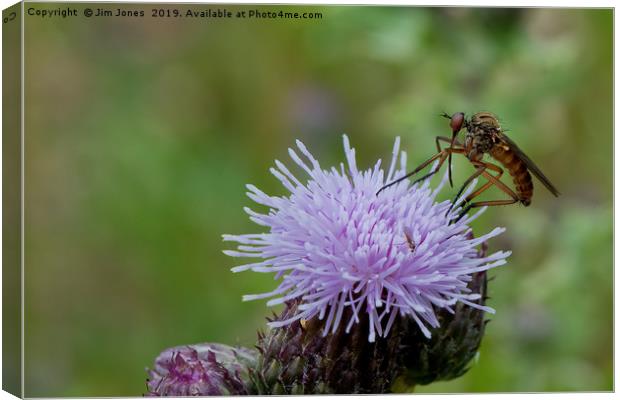 Dance Fly feeding on Thistle Flower Canvas Print by Jim Jones