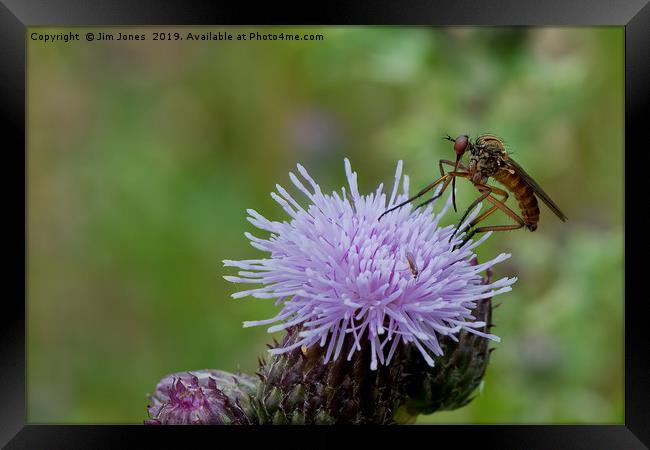 Dance Fly feeding on Thistle Flower Framed Print by Jim Jones