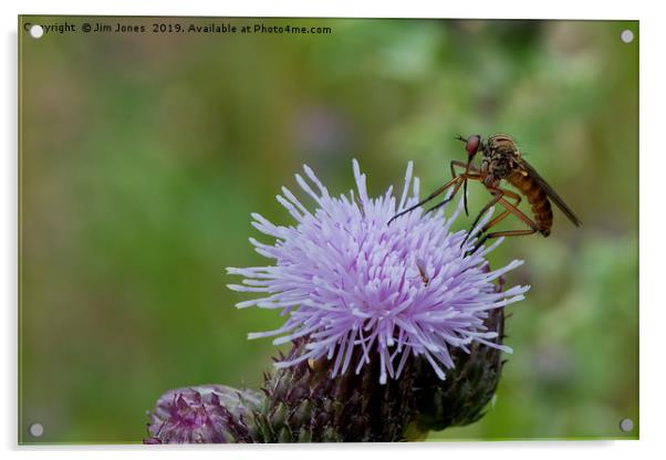 Dance Fly feeding on Thistle Flower Acrylic by Jim Jones