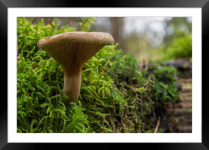 Forest Fungus Framed Mounted Print by Kelly Bailey