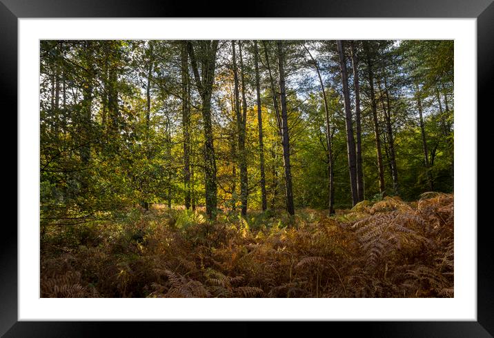Trees in the Forest Framed Mounted Print by Kelly Bailey