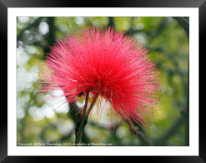 bright pink mimosa Framed Mounted Print by Philip Openshaw