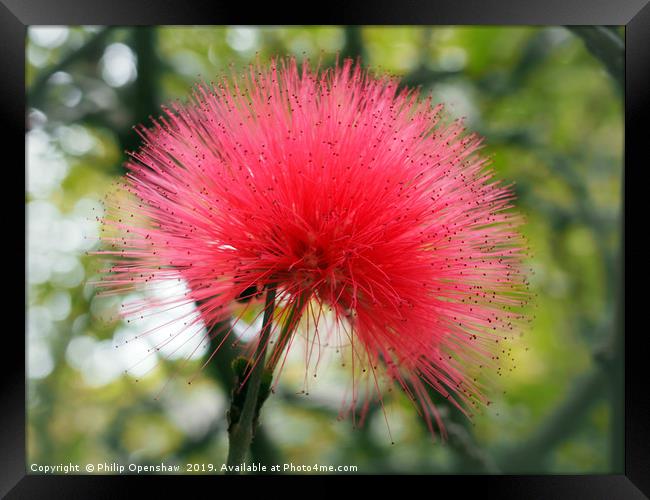 bright pink mimosa Framed Print by Philip Openshaw