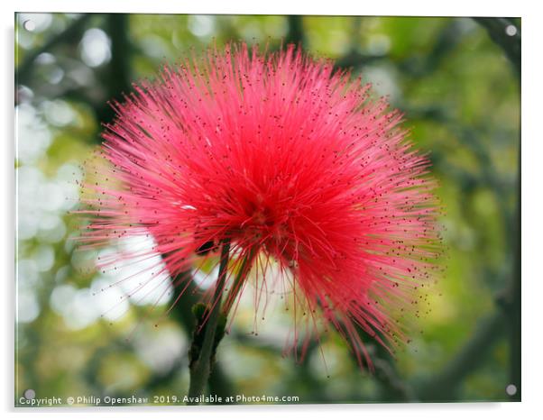 bright pink mimosa Acrylic by Philip Openshaw