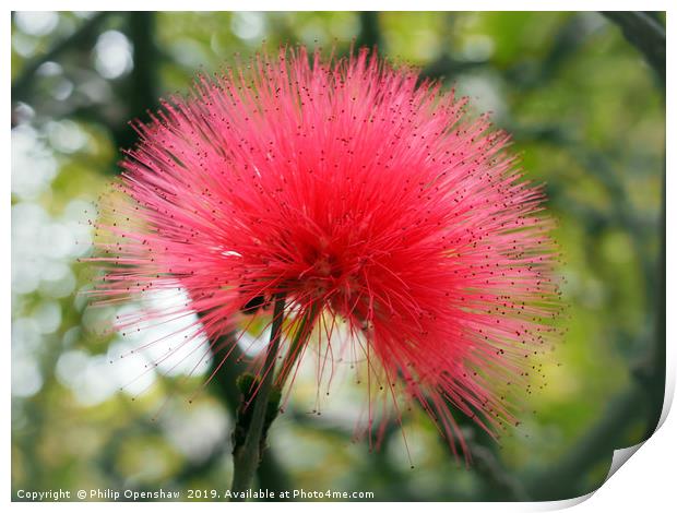 bright pink mimosa Print by Philip Openshaw