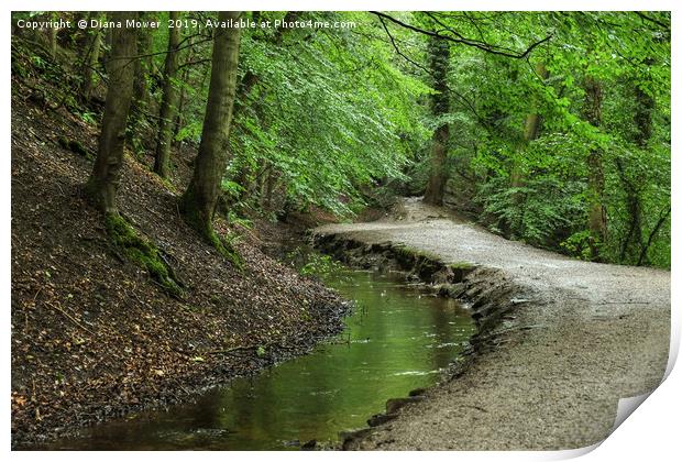 Skipton Castle Woods Print by Diana Mower