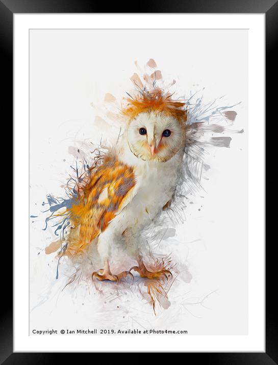Barn Owl Painting Framed Mounted Print by Ian Mitchell