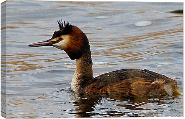 Crested Grebe Canvas Print by Brian Beckett