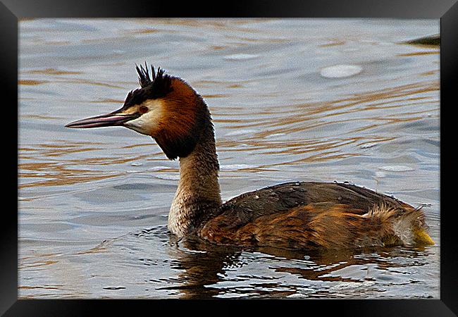 Crested Grebe Framed Print by Brian Beckett