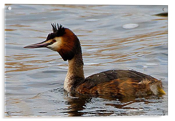 Crested Grebe Acrylic by Brian Beckett