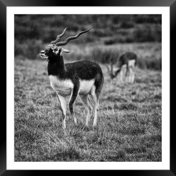 Antelope in the Rain Framed Mounted Print by mark Smith