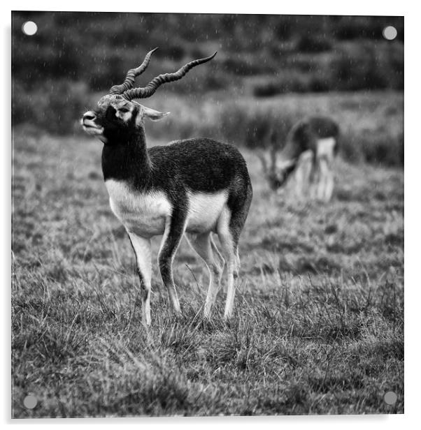 Antelope in the Rain Acrylic by mark Smith