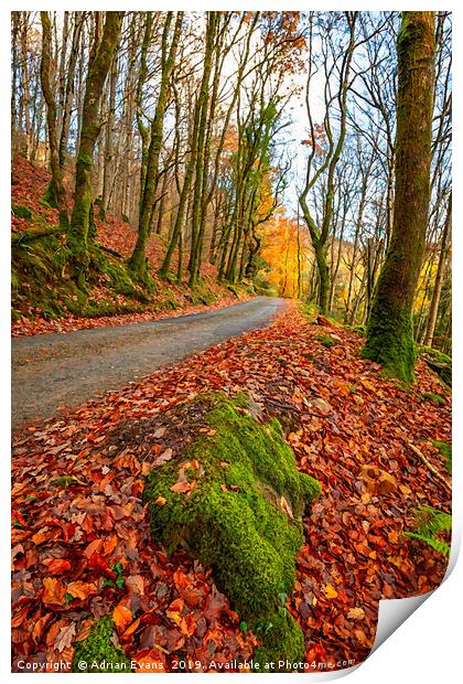 Country Path Autumn  Print by Adrian Evans