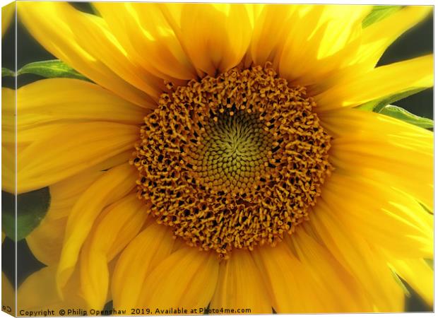 glowing summer sunflower Canvas Print by Philip Openshaw