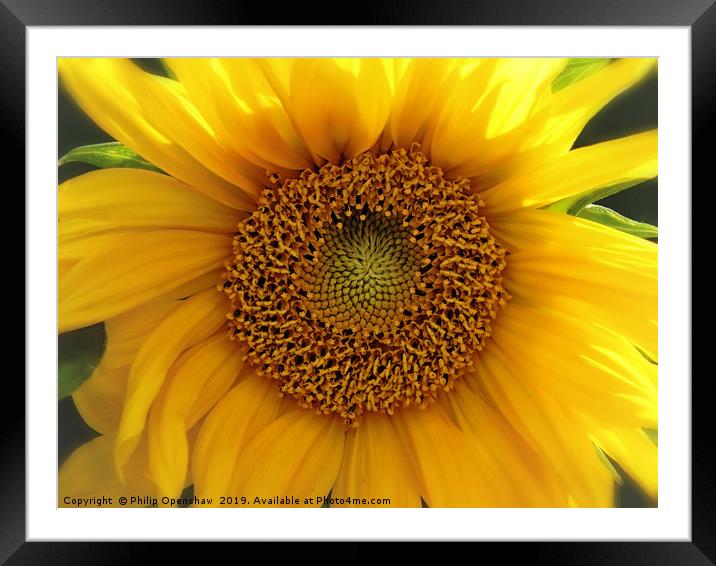 glowing summer sunflower Framed Mounted Print by Philip Openshaw